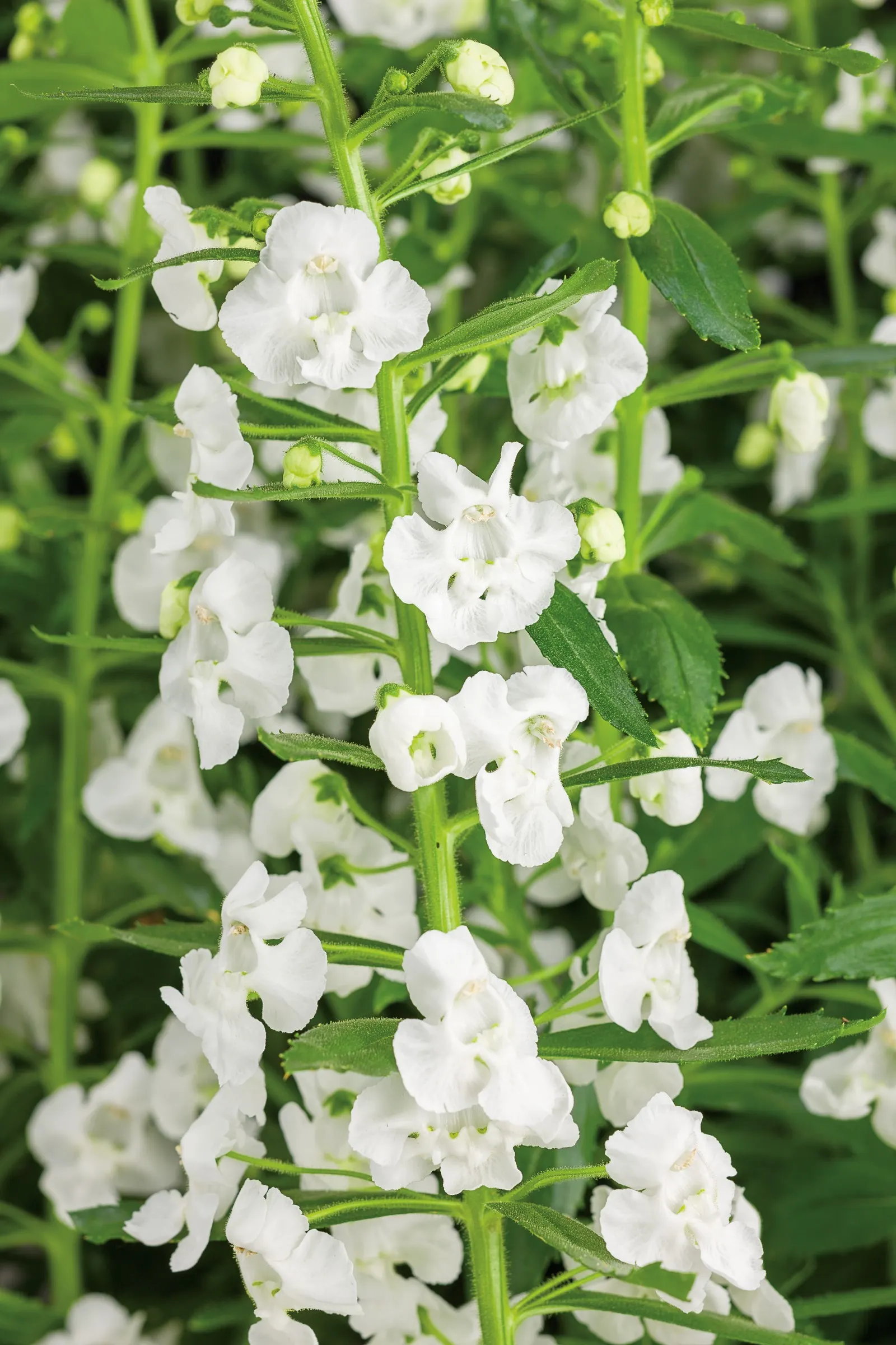 Super White Summer Snapdragon (Angelonia) — making it especially useful where designers want height without bulk; creating a crisp vertical accent, image 87