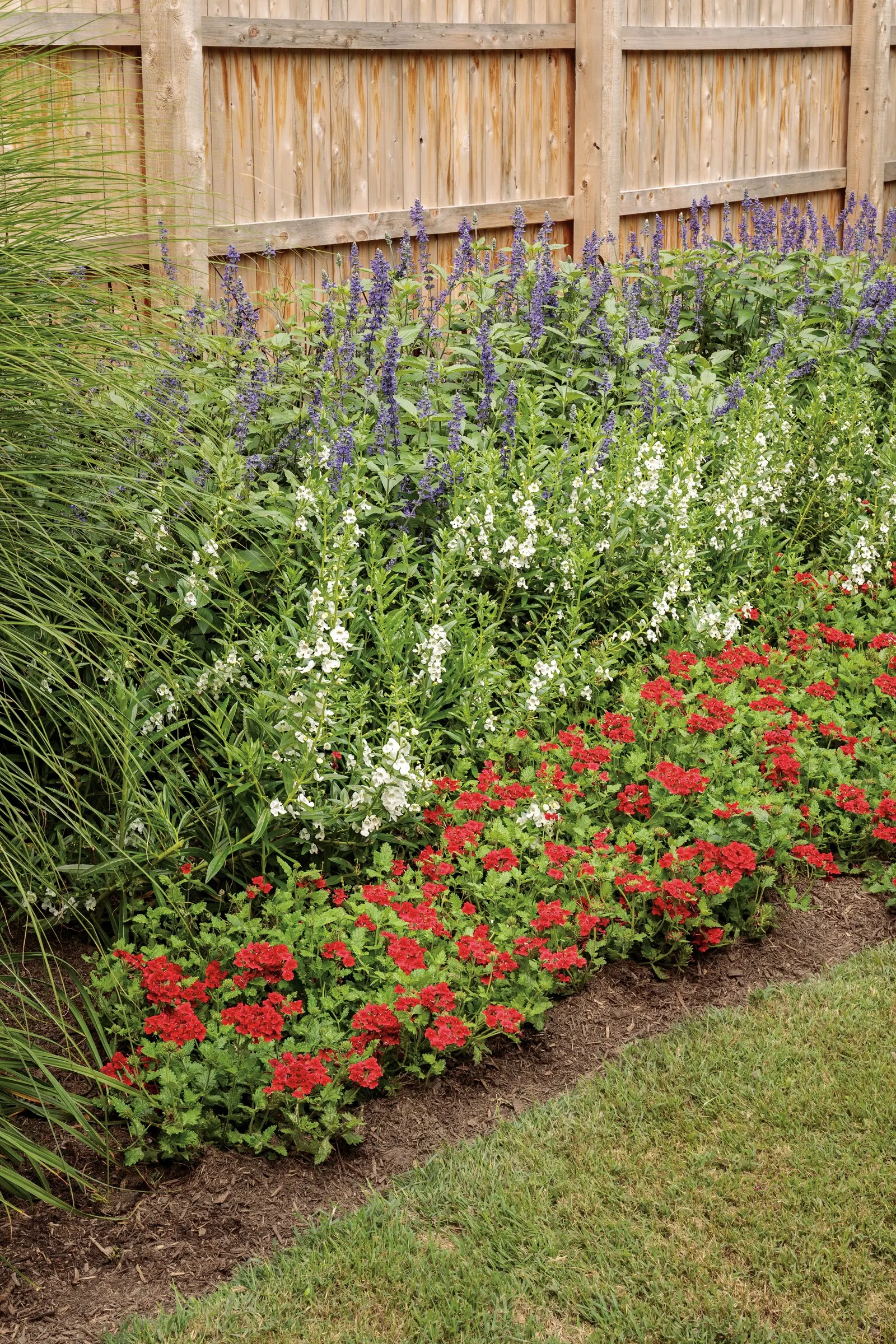 So Blue™ Mealycup Sage (Salvia farinacea) — cooling note to summer plantings