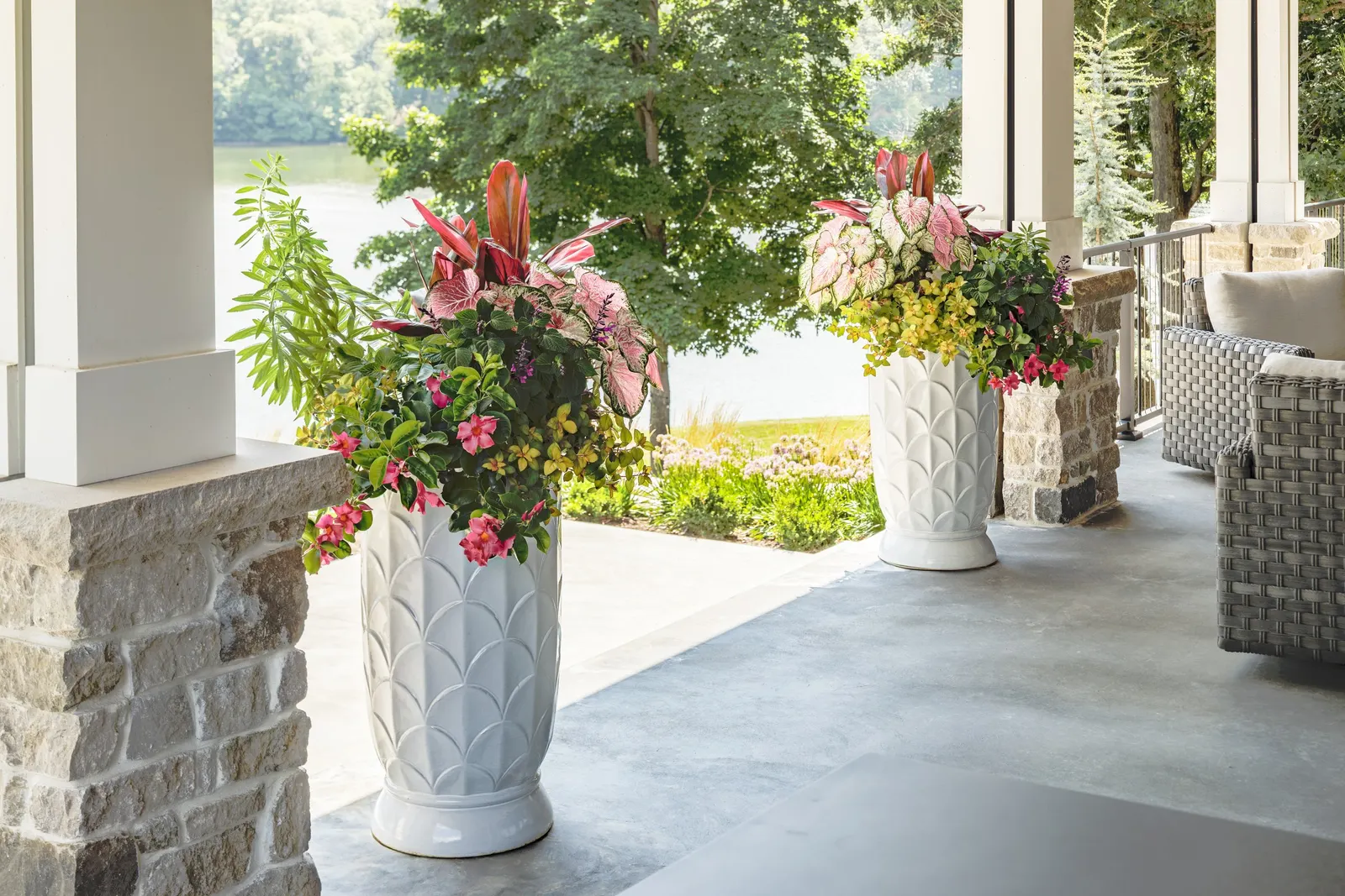 Coral Pink Mandevilla — It grows 18-24 inches tall and 12-14 inches wide with an upright, well-branched habit