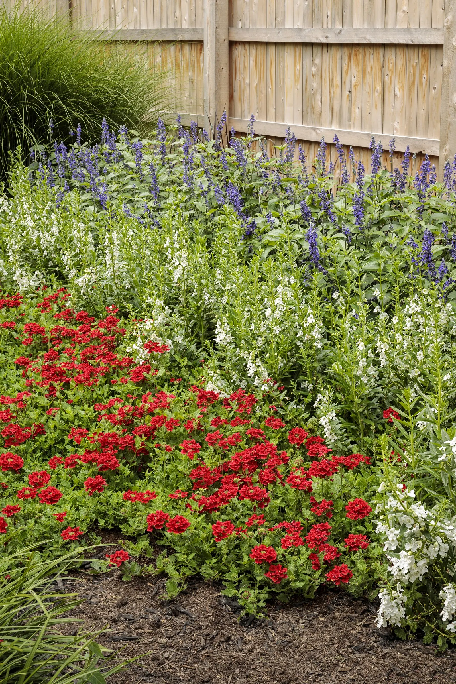 So Blue™ Mealycup Sage (Salvia farinacea) — The flower wands have a refined
