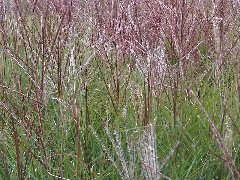 Eulalia (Miscanthus Transmorrisonensis) — offering year-round interest with its feathery