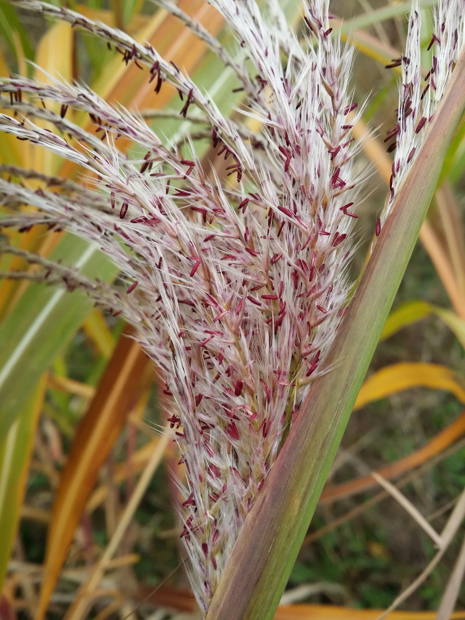 Eulalia (Miscanthus Transmorrisonensis) — lending a refreshing splash of color in all seasons.<br><br>In mid to late summer