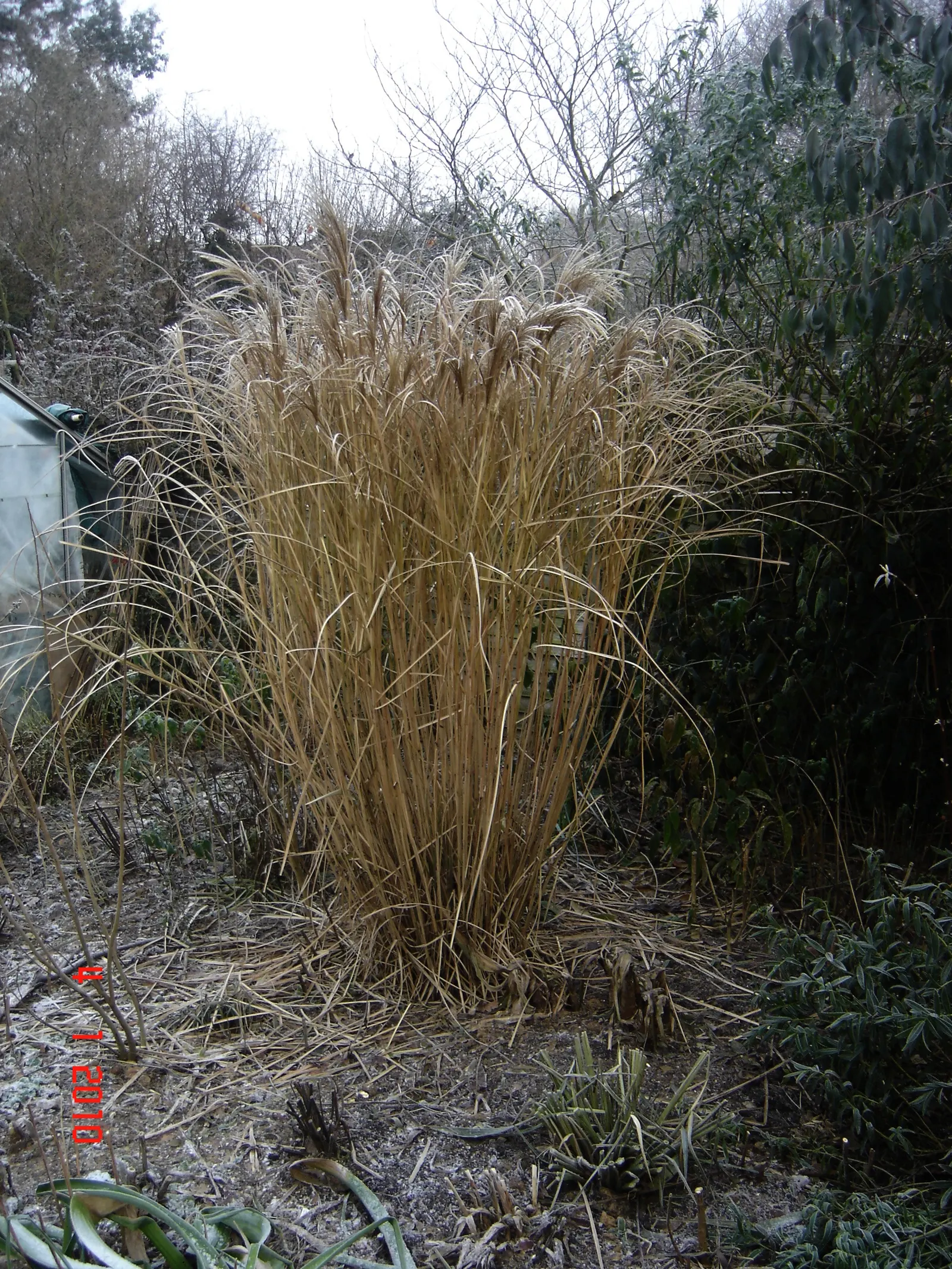 Eulalia (Miscanthus Transmorrisonensis) — This ornamental grass is prized for its year-round visual interest and minimal maintenance requirements