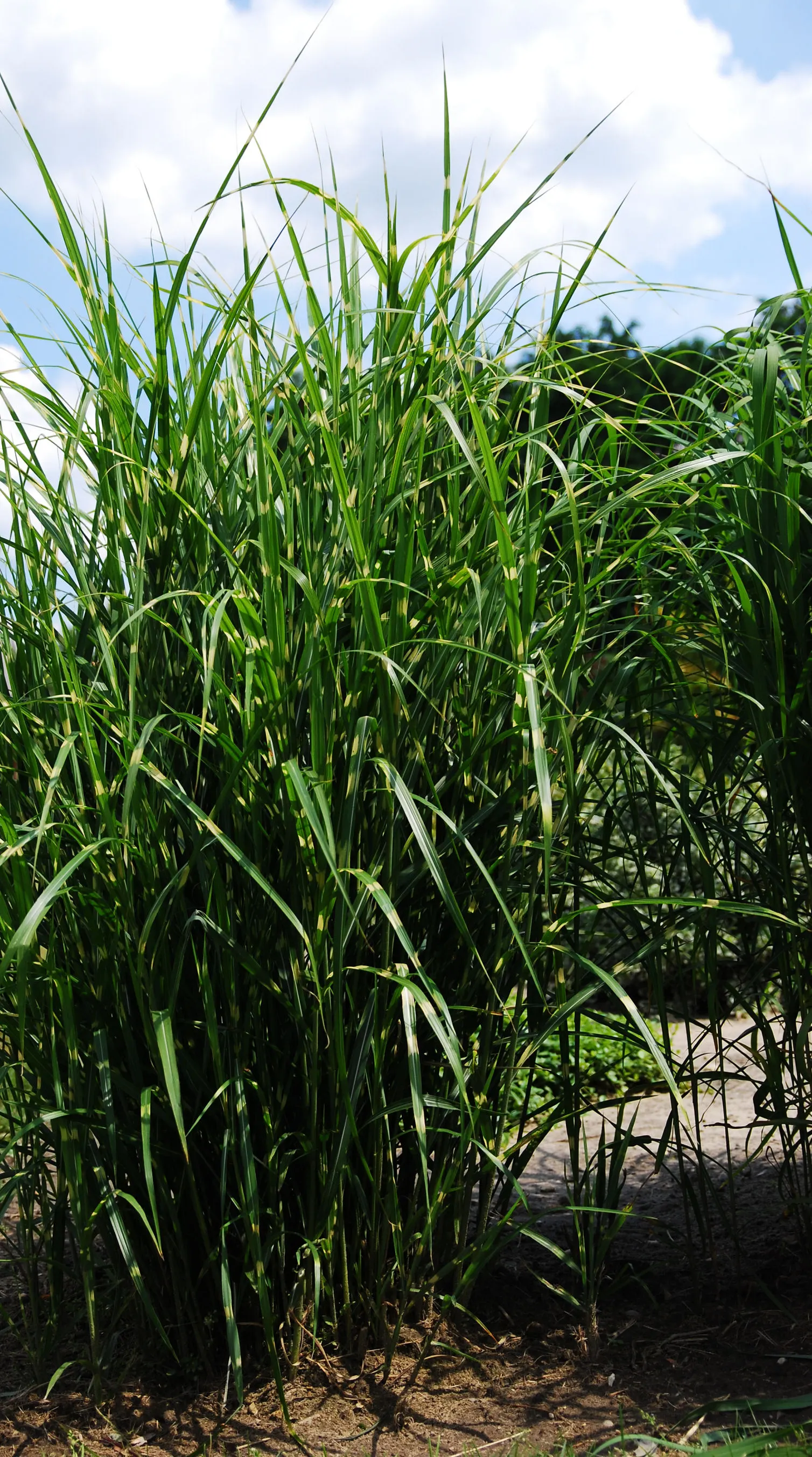 Eulalia (Miscanthus Transmorrisonensis) — It's drought-tolerant once established