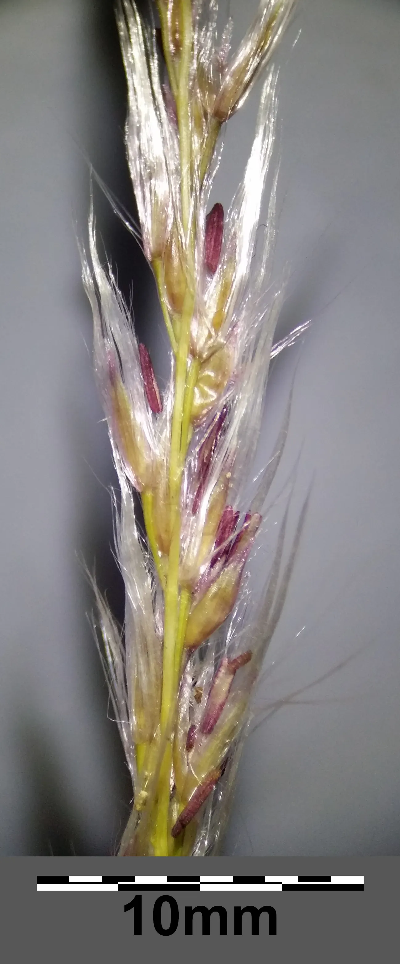 Eulalia (Miscanthus Transmorrisonensis) — is a perennial grass native to the high-elevation regions of Taiwan