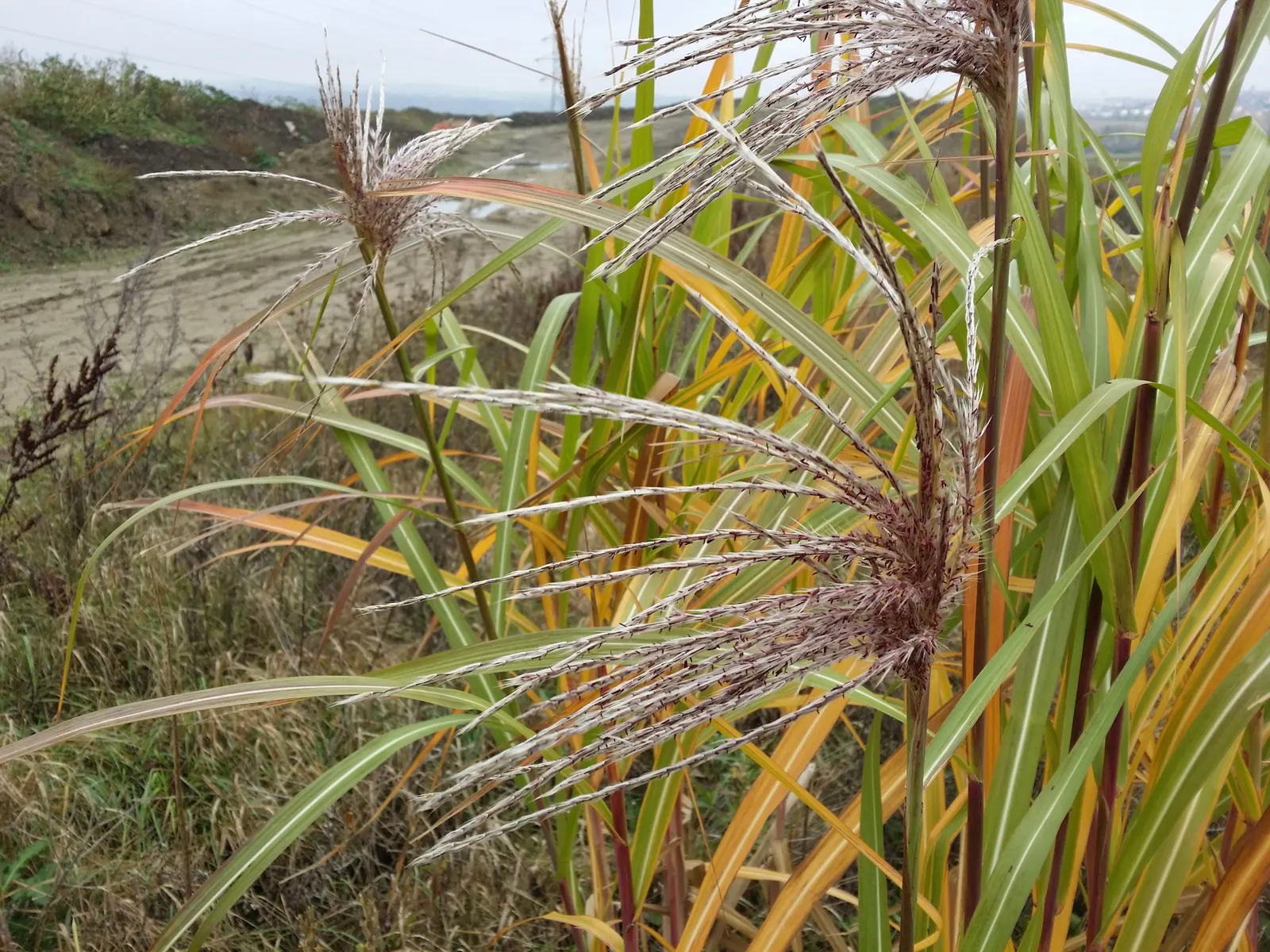 Eulalia (Miscanthus Transmorrisonensis) — initially displaying a light pink color which matures to a creamy tan as the seasons progress