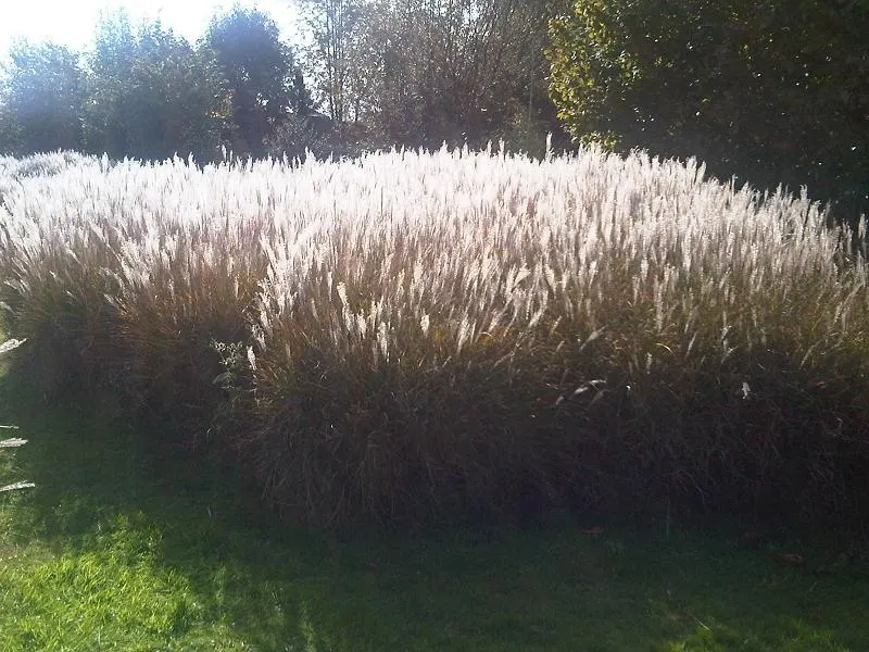 Eulalia (Miscanthus Transmorrisonensis) — Evergreen Eulalia produces feathery flower plumes that soar above the foliage