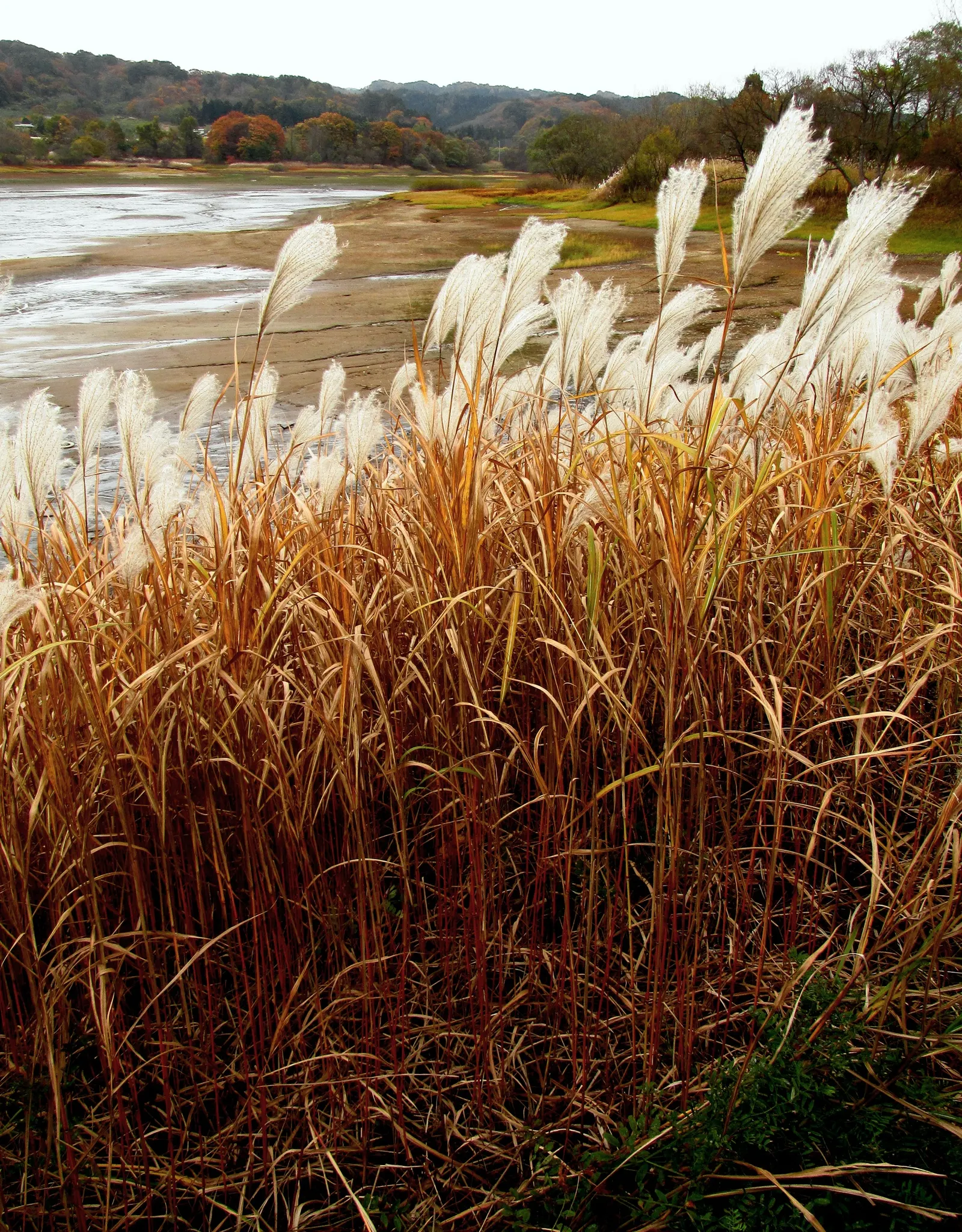 Eulalia (Miscanthus Transmorrisonensis) — boast a vibrant green hue
