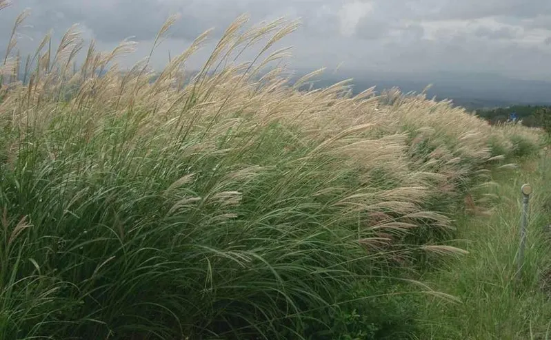 Eulalia (Miscanthus Transmorrisonensis) — It prefers full sun to partial shade and well-drained soil