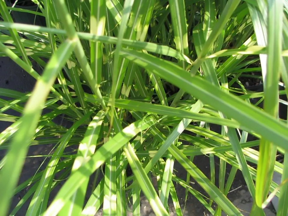 Eulalia (Miscanthus Transmorrisonensis) — this plant flourishes in full sun to partial shade and prefers well-drained soil