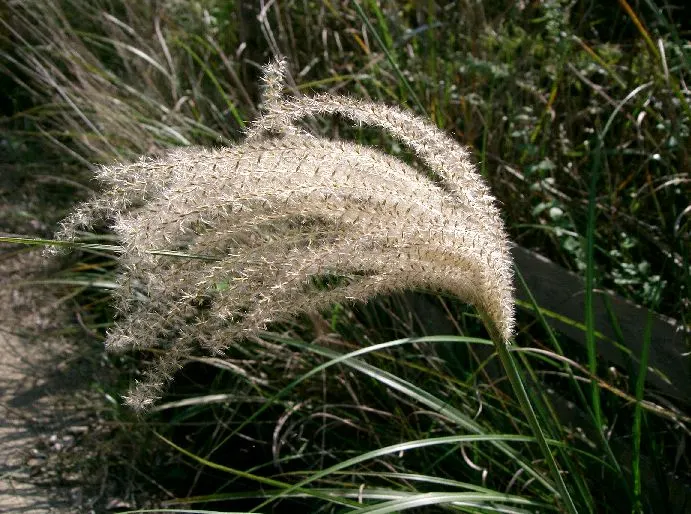 Eulalia (Miscanthus Transmorrisonensis) — with a similar spread of 3 to 5 feet