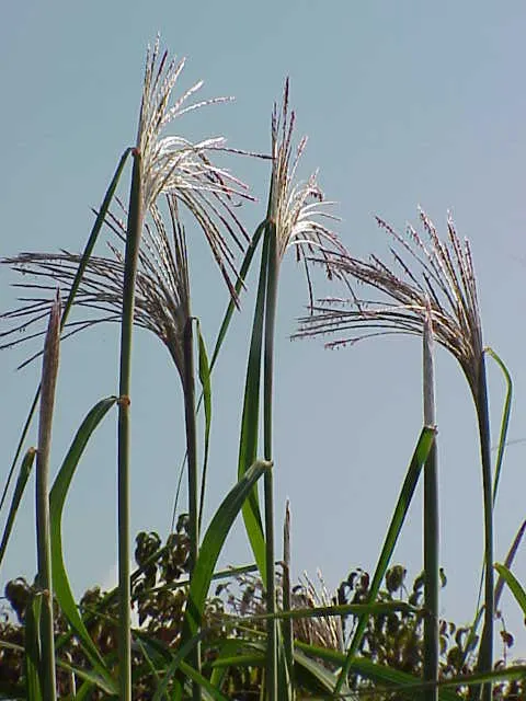 Eulalia (Miscanthus Transmorrisonensis) — scientifically known as Miscanthus transmorrisonensis