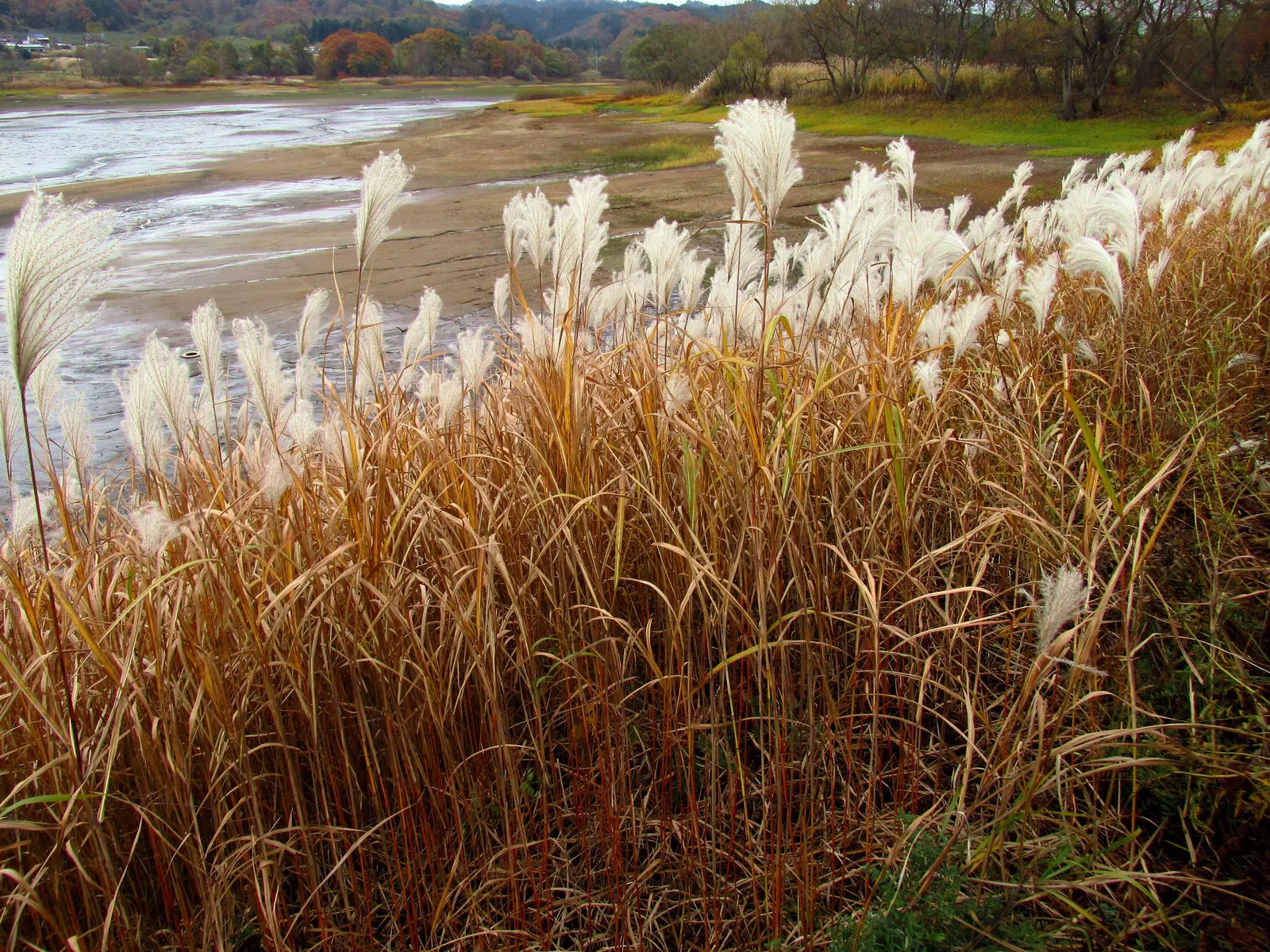 Eulalia (Miscanthus Transmorrisonensis) — coupling sturdiness with delicate movement in the breeze
