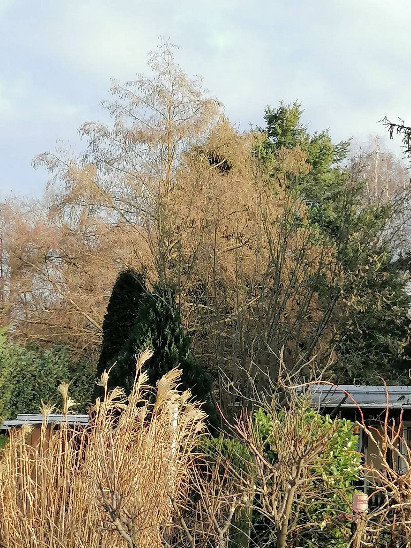 Eulalia (Miscanthus Transmorrisonensis) — The Evergreen Eulalia, or Miscanthus transmorrisonensis, is an ornamental grass thriving in USDA zones 7-9