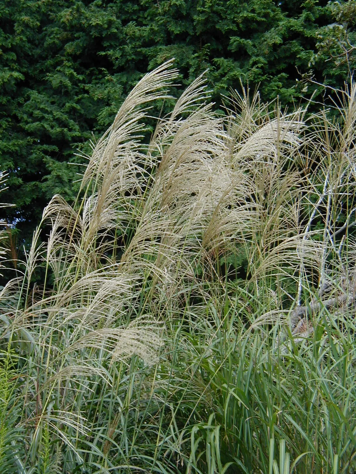Eulalia (Miscanthus Transmorrisonensis) — approximately 3/4 inch wide
