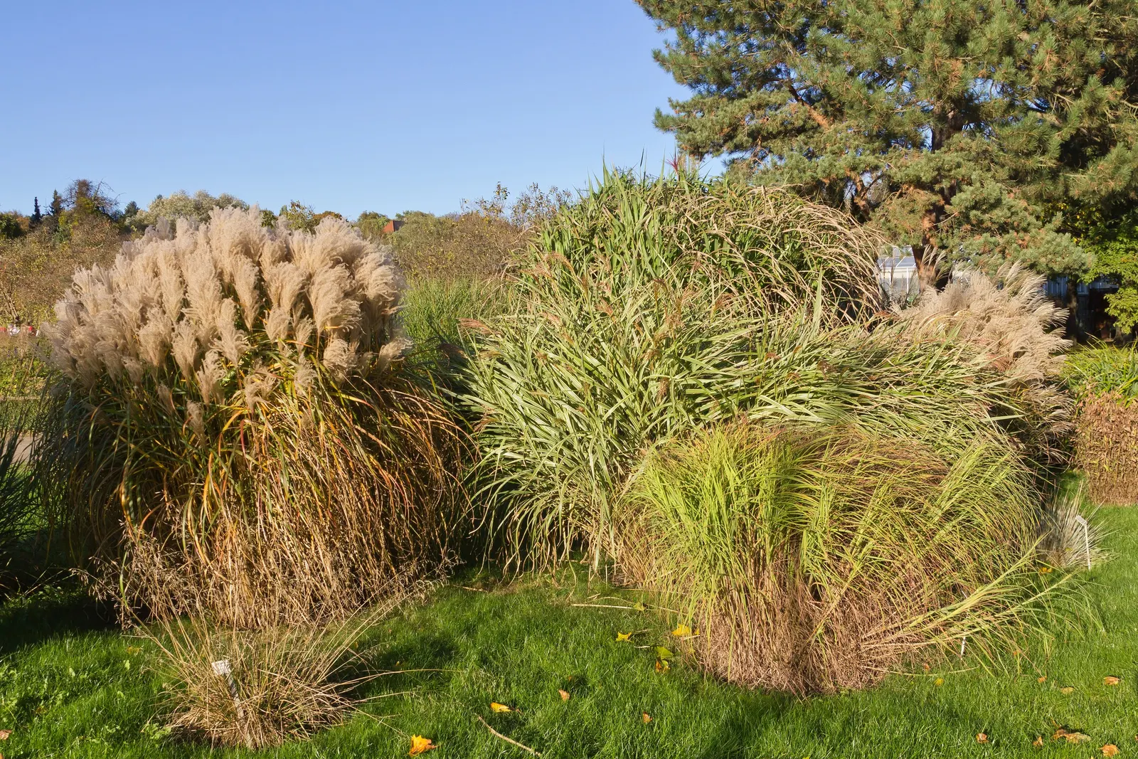Eulalia (Miscanthus Transmorrisonensis) — Deer-resistant, it also provides excellent erosion control on slopes