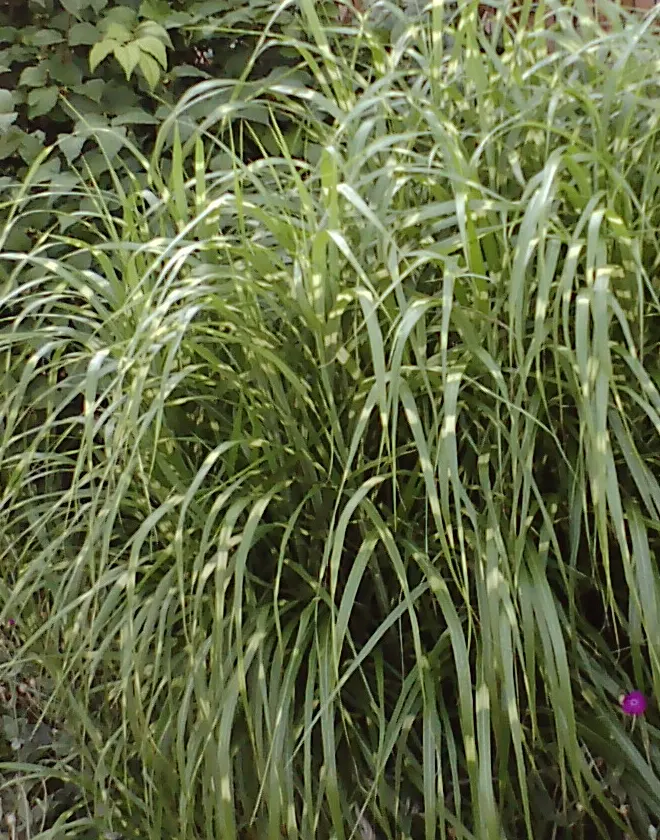 Eulalia (Miscanthus Transmorrisonensis) — Its graceful arching foliage forms a fountain-like clump