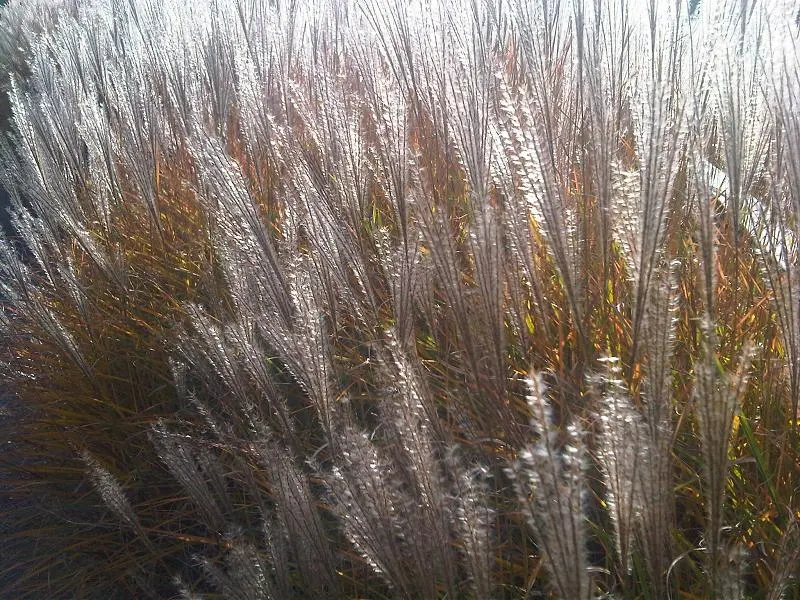 Eulalia (Miscanthus Transmorrisonensis) — This perennial grows up to 6 feet tall with a spread of 3-4 feet