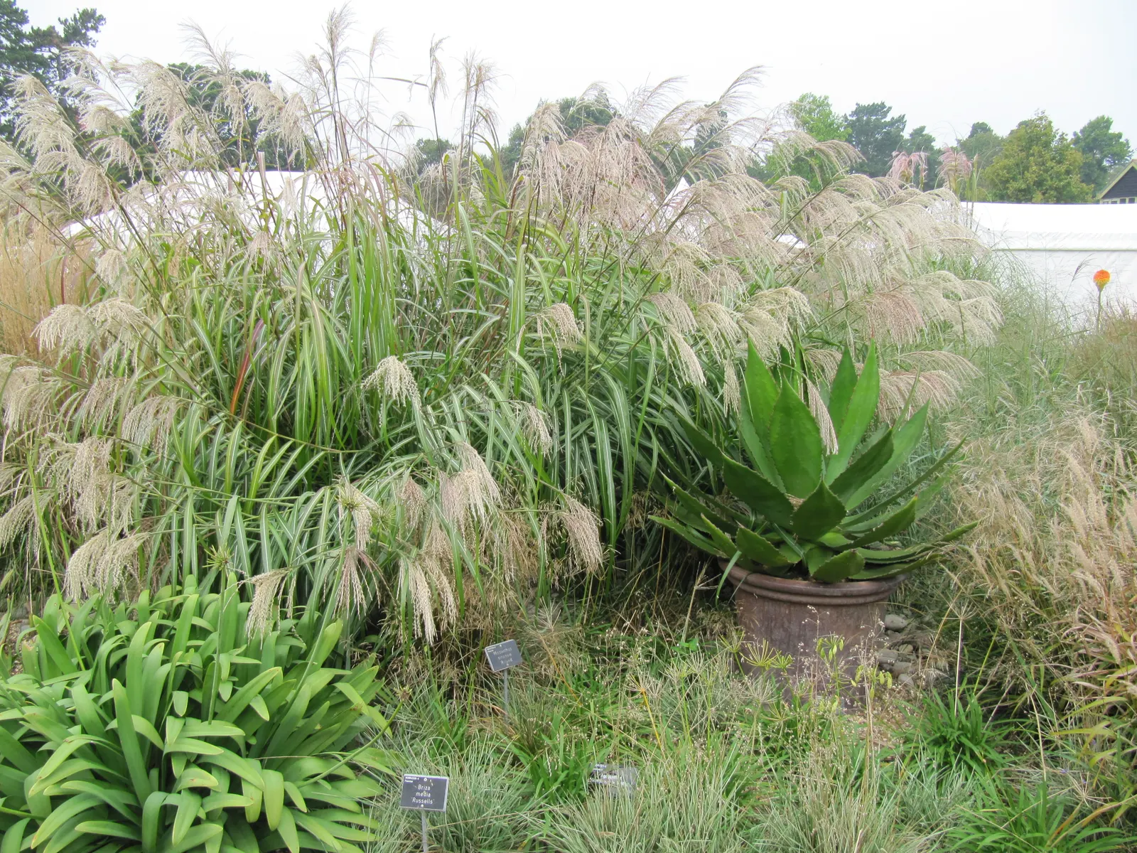Eulalia (Miscanthus Transmorrisonensis) — Drought-tolerant once established, it's ideal for low-maintenance landscapes, adding texture and movement