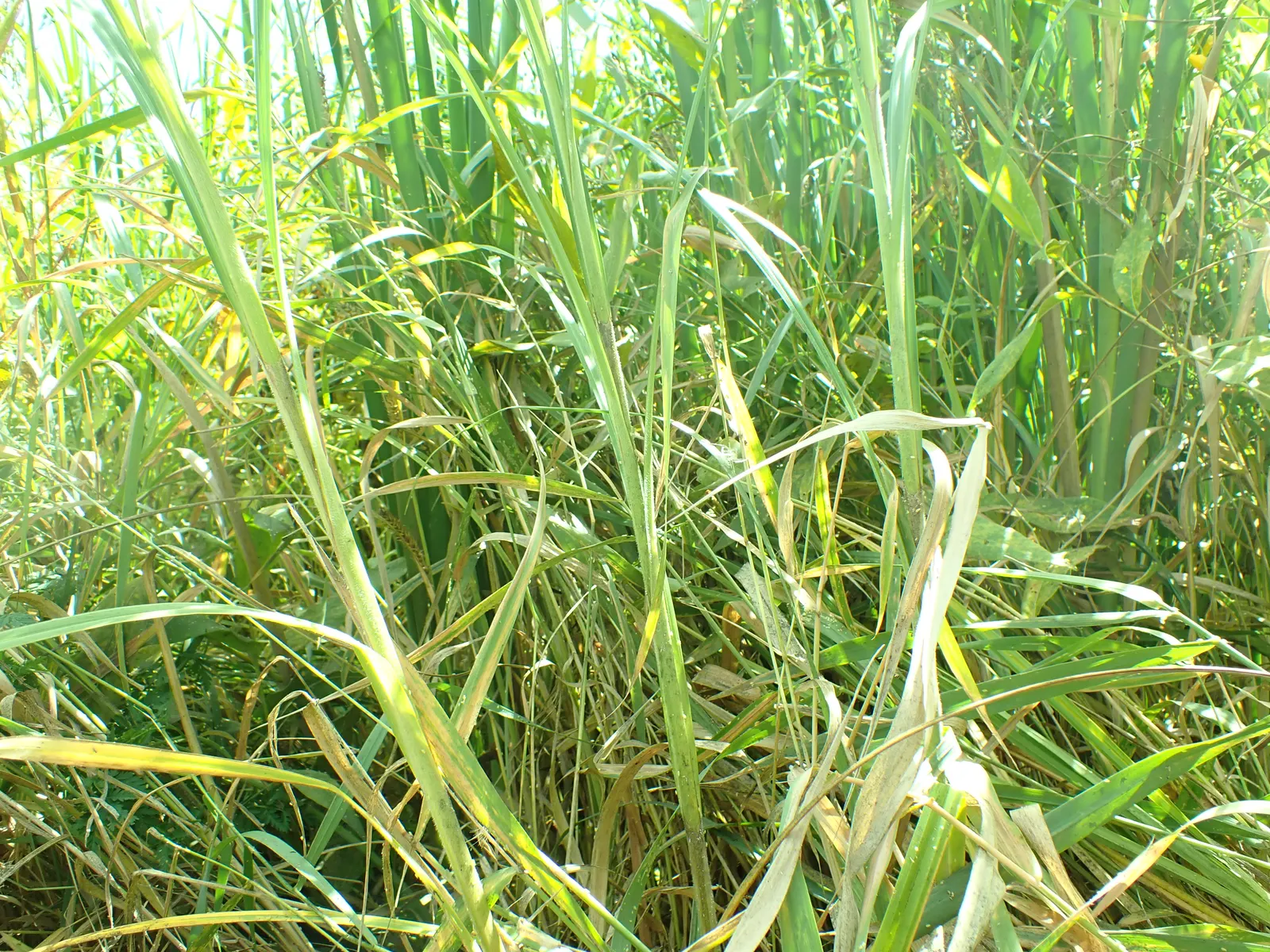 Slough Sedge (Carex Obnupta) — strap-like leaves that present a lush