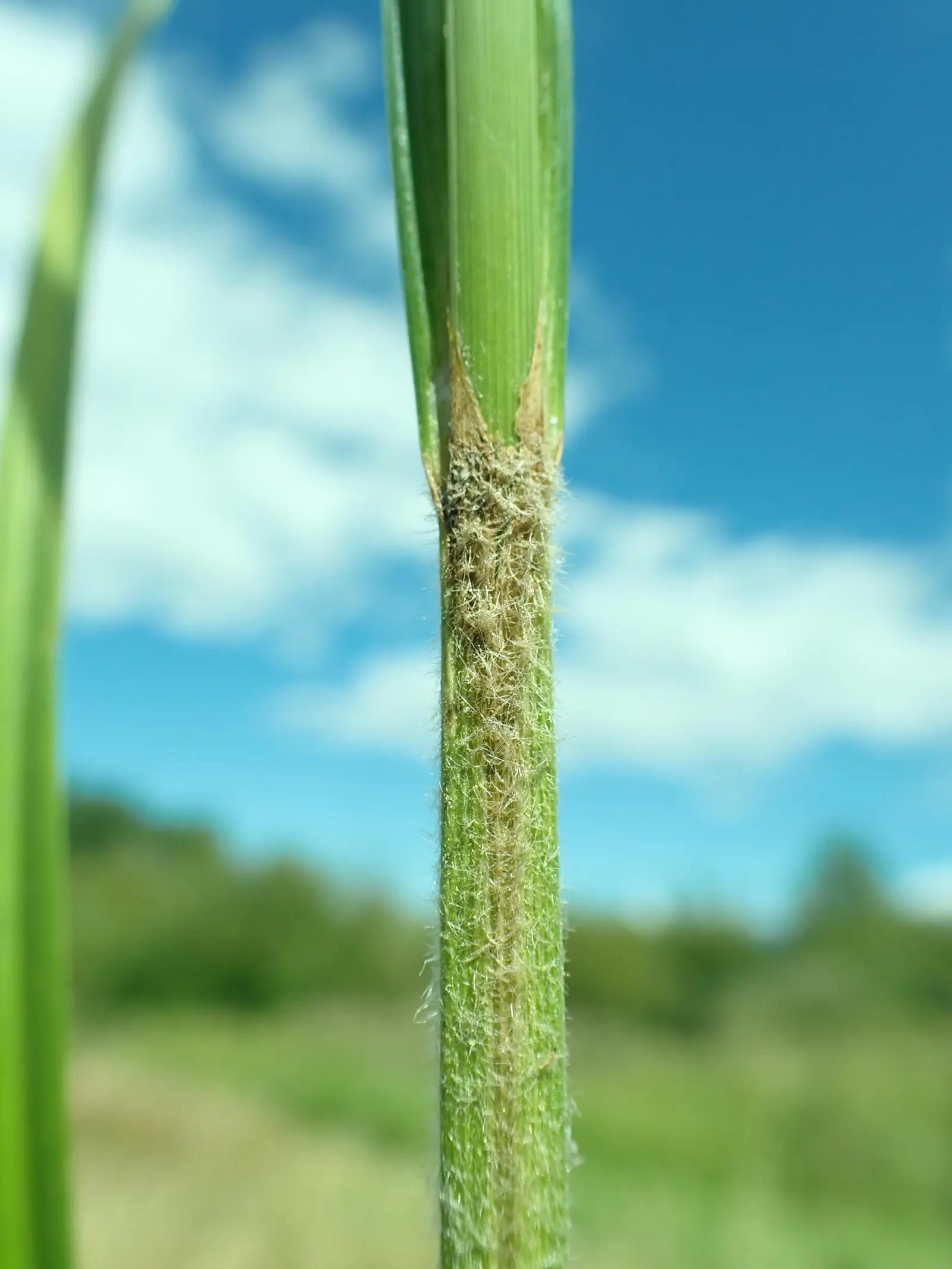 Slough Sedge (Carex Obnupta) — It provides excellent soil stabilization for waterlogged areas and aids in water filtration