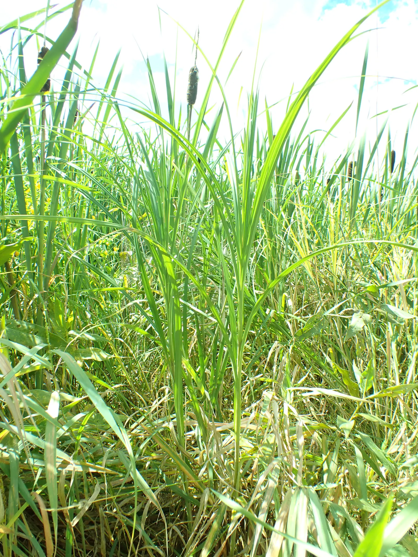 Slough Sedge (Carex Obnupta) — Carex obnupta, commonly referred to as Slough Sedge, is a robust perennial grass-like plant native to wetlands; rounded clumps