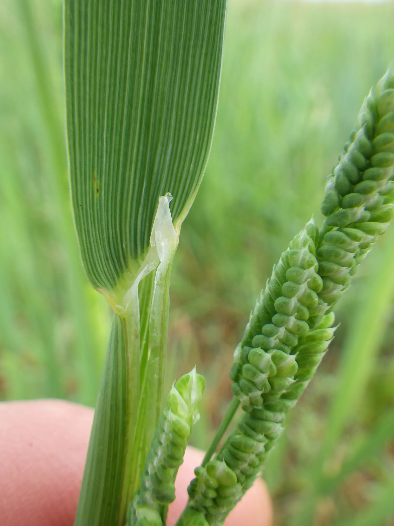 Slough Sedge (Carex Obnupta) — rounded clumps spreading up to 2 feet wide