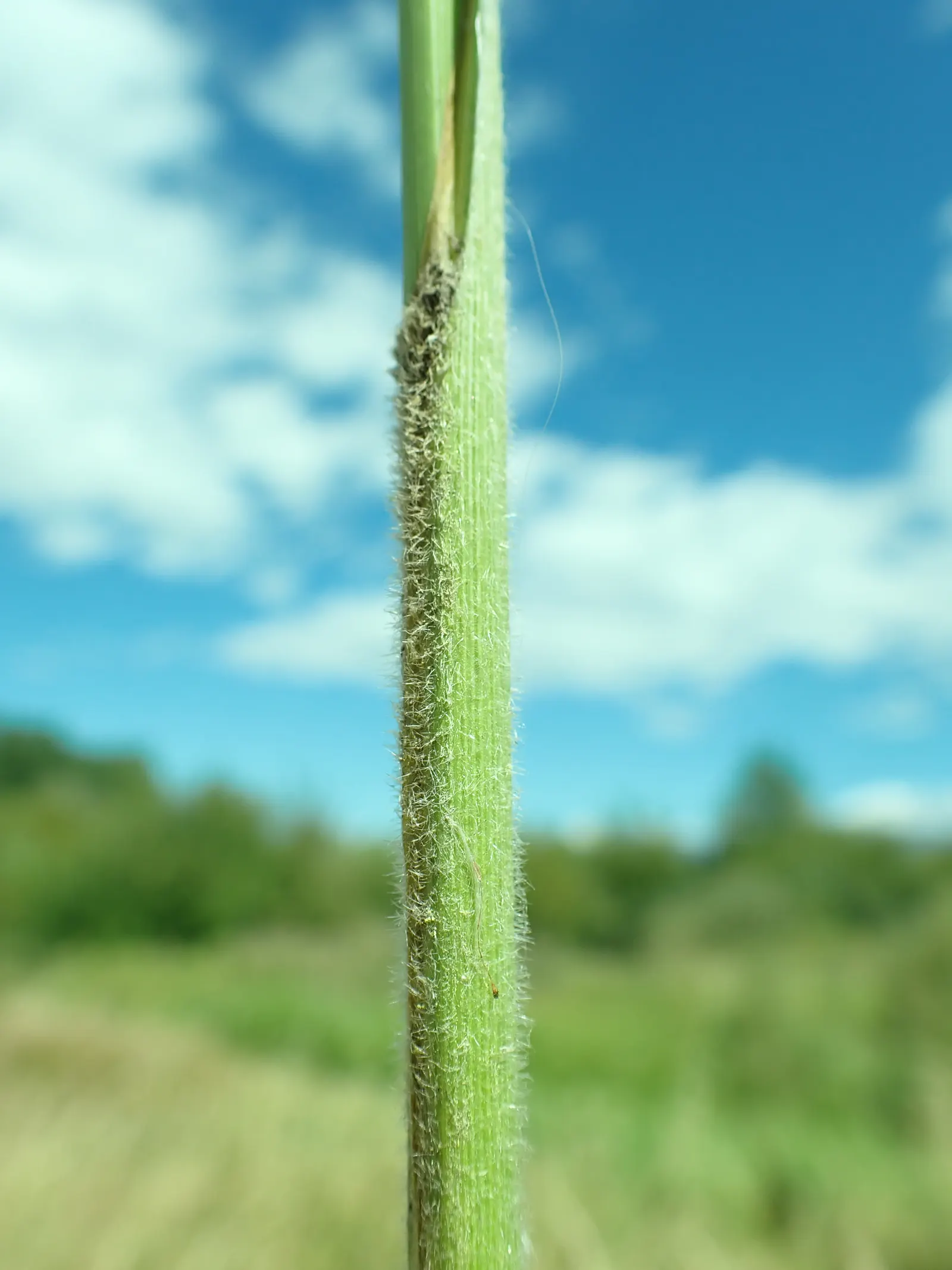 Slough Sedge (Carex Obnupta) — grass for full or half or shade