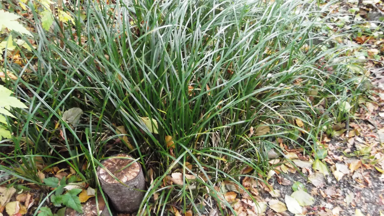 Slough Sedge (Carex Obnupta) — is an herbaceous perennial that is valued for its adaptability and its role in native planting schemes