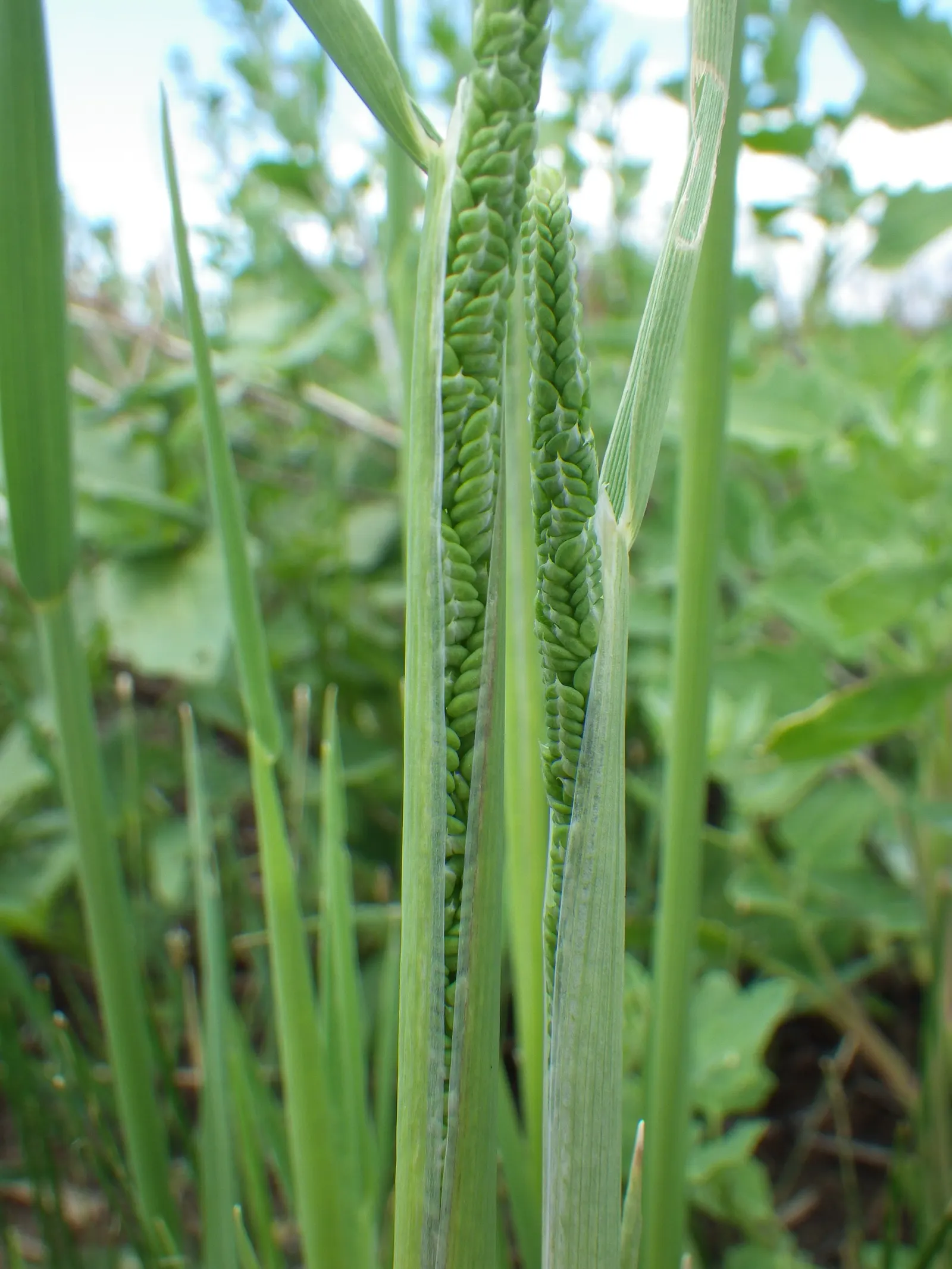 Slough Sedge (Carex Obnupta) — scientifically known as Carex obnupta