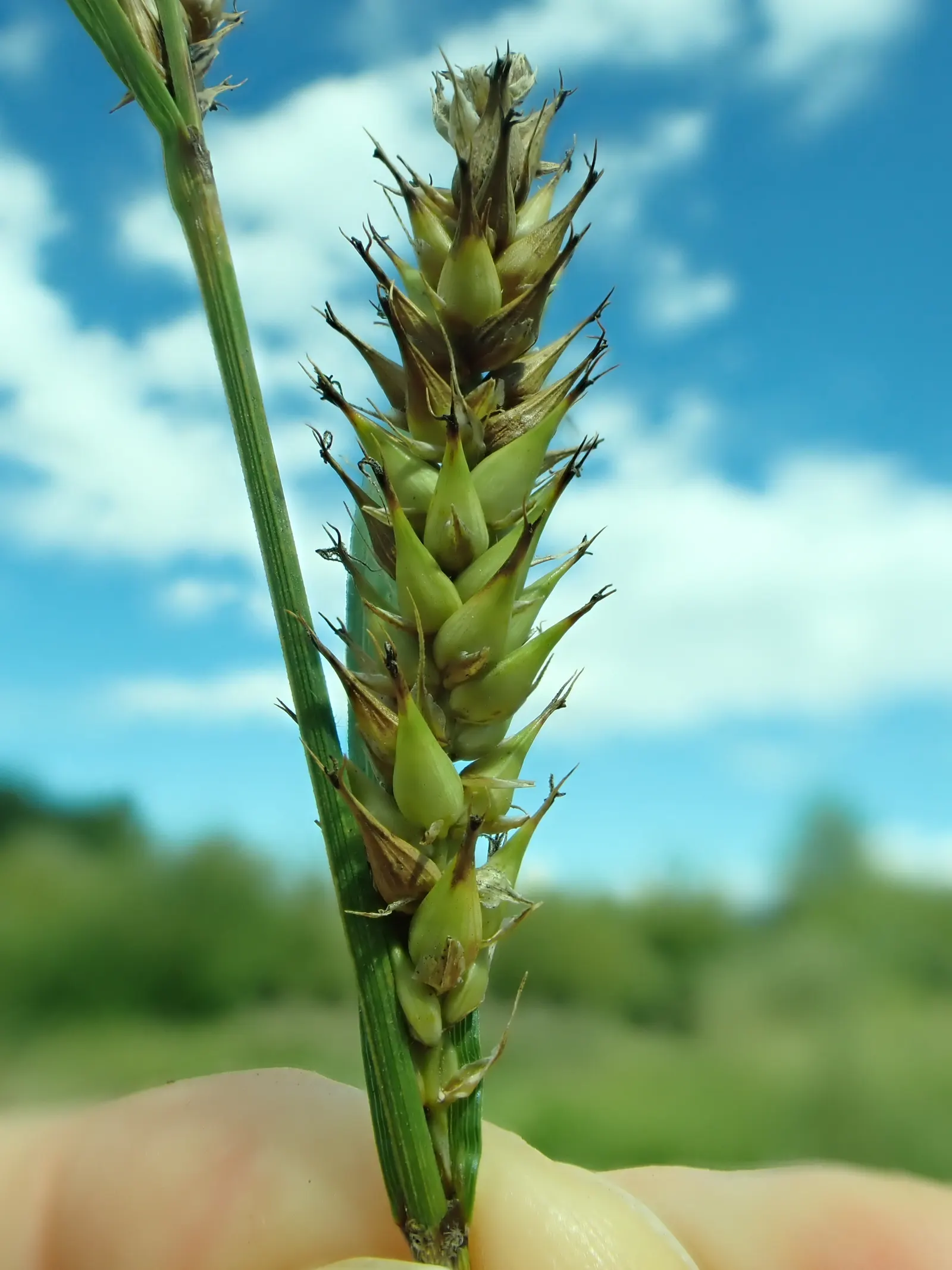 Slough Sedge (Carex Obnupta) — Its ability to tolerate saturated soils makes it ideal for rain gardens and streambanks; rounded clumps spreading up to 2 feet