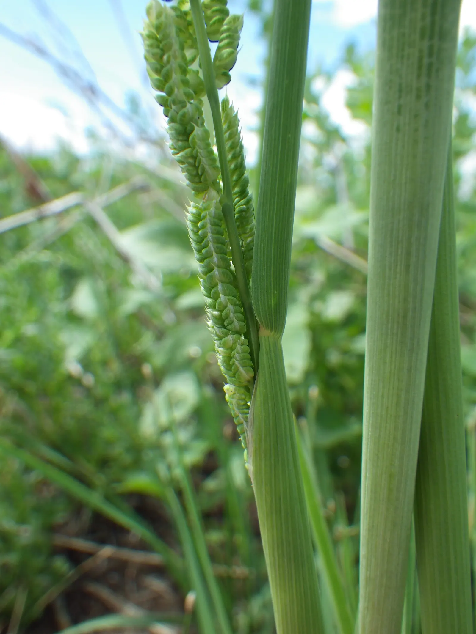 Slough Sedge (Carex Obnupta) — offering excellent erosion control and habitat value