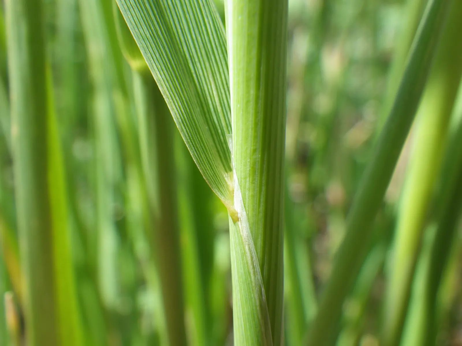 Slough Sedge (Carex Obnupta) — Its ability to tolerate saturated soils makes it ideal for rain gardens and streambanks