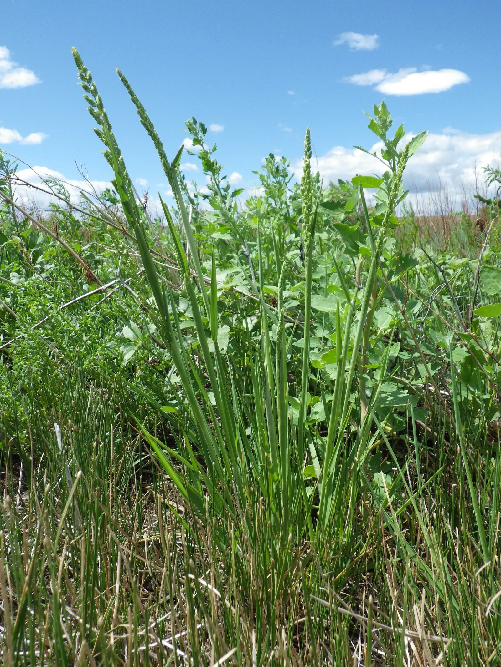 Slough Sedge (Carex Obnupta) — It typically grows to a height of 2 to 3 feet and spreads to about the same width