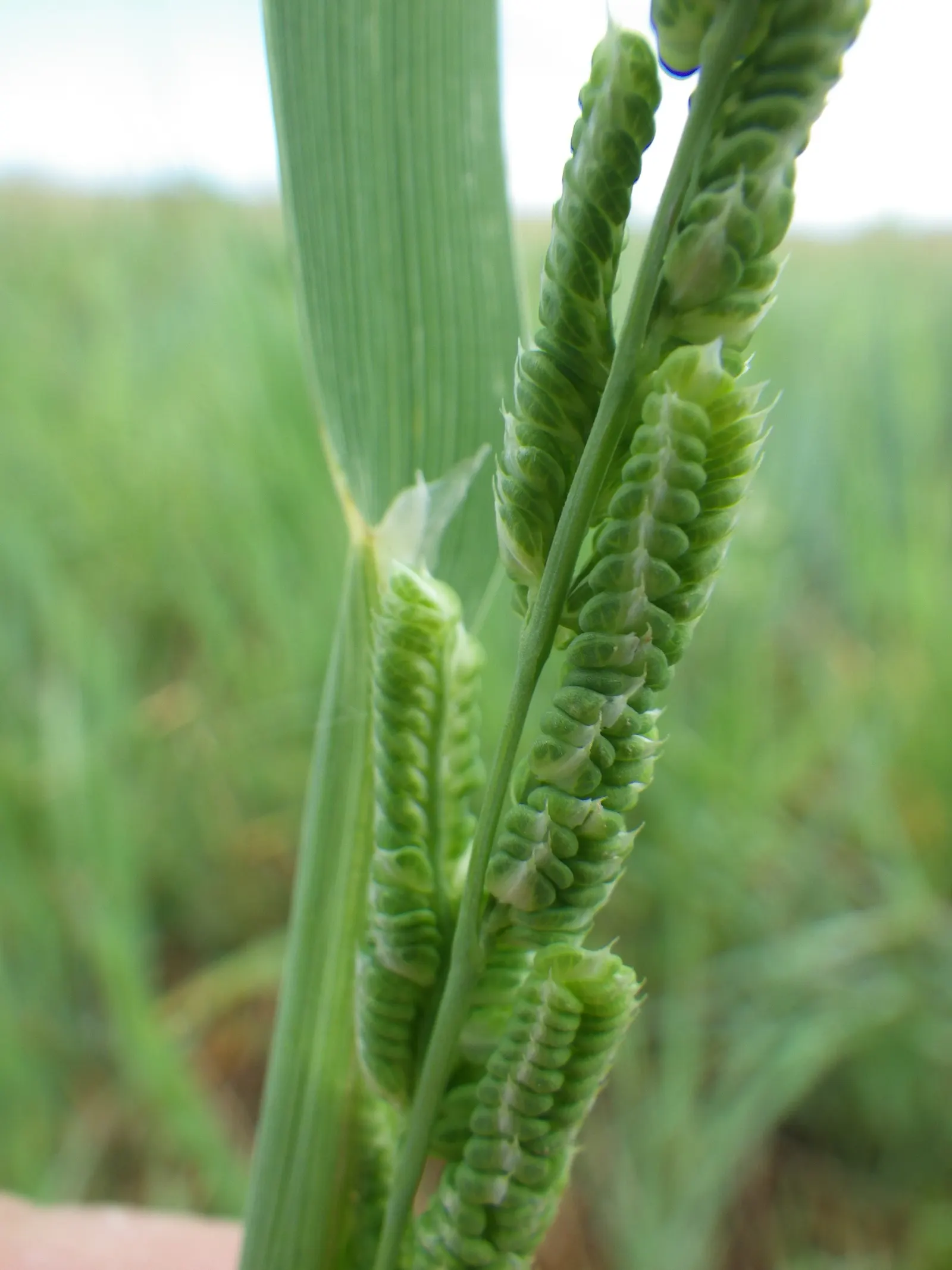 Slough Sedge (Carex Obnupta) — This plant is a wildlife attractor