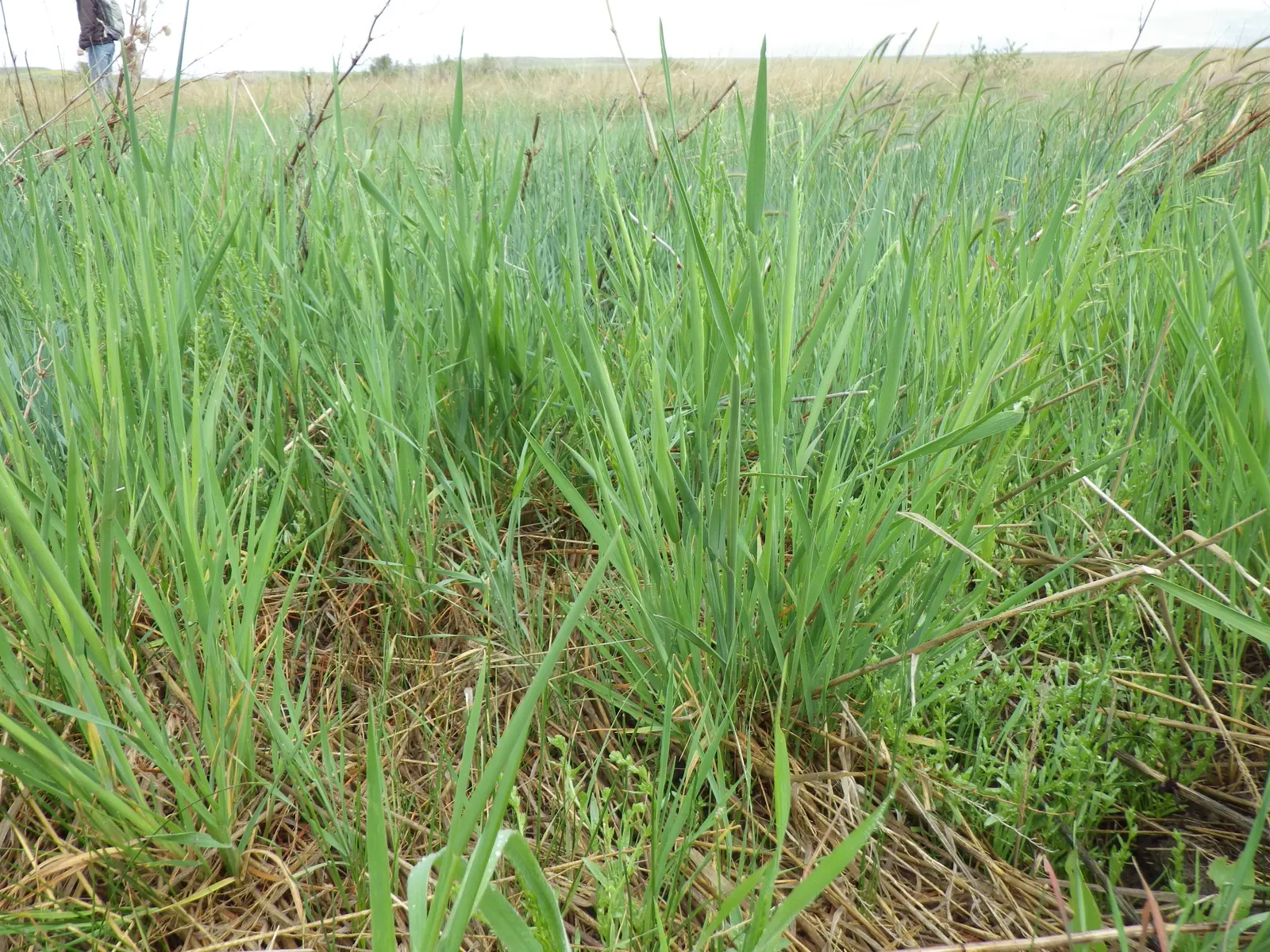 Slough Sedge (Carex Obnupta) — gold flowers in the garden