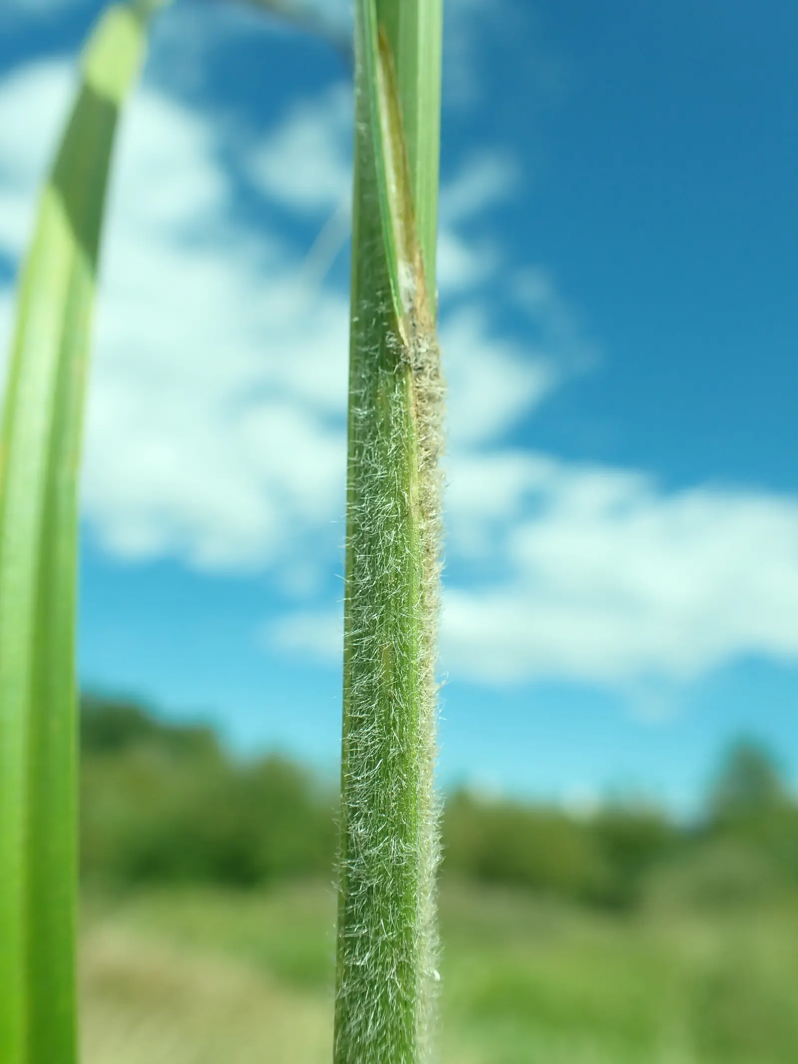 Slough Sedge (Carex Obnupta) — one should note its preference for wet conditions