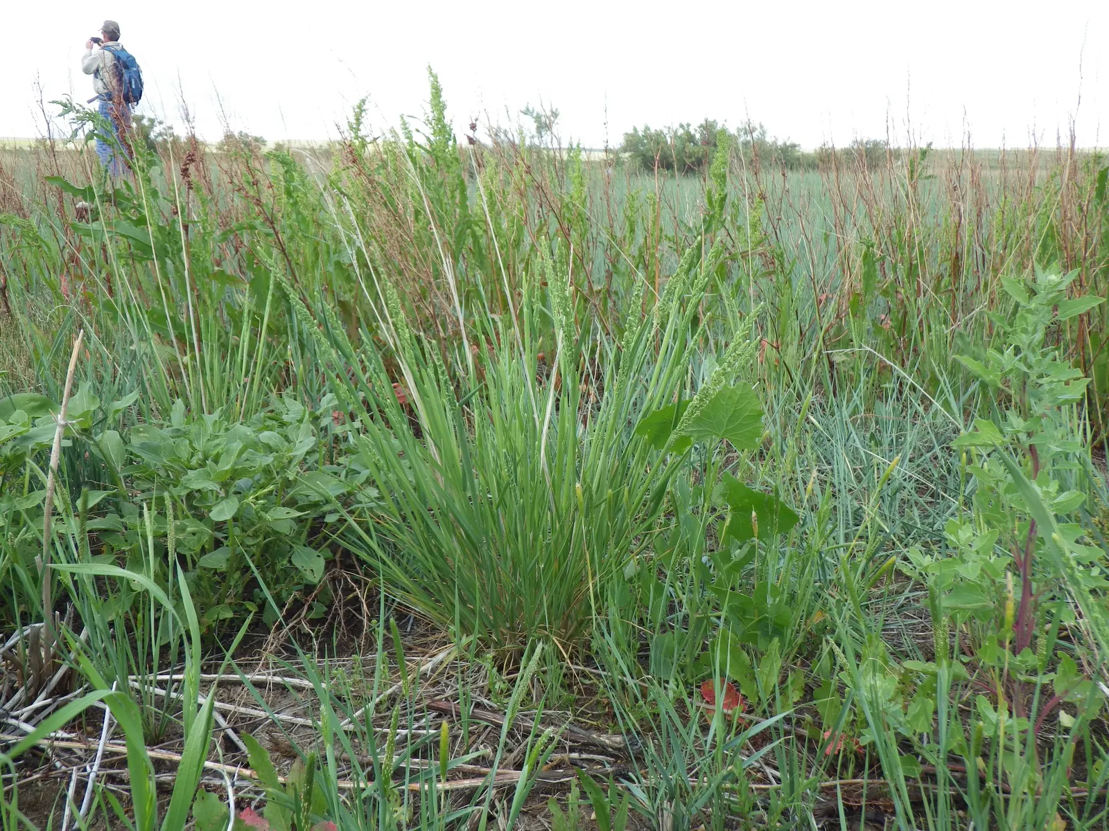 Slough Sedge (Carex Obnupta) — It's a practical and attractive option for their garden that promotes a diverse and sustainable ecosystem