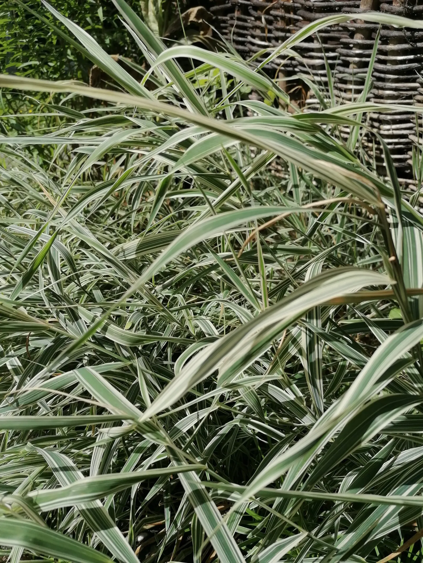 Slough Sedge (Carex Obnupta) — its environmental benefits