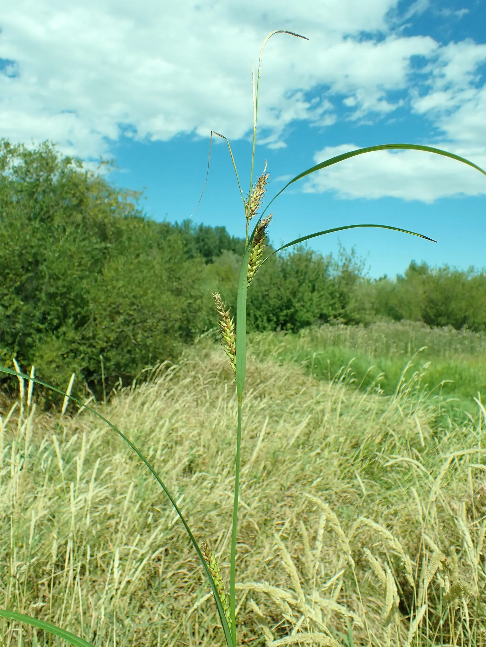 Slough Sedge (Carex Obnupta) — From late spring into summer