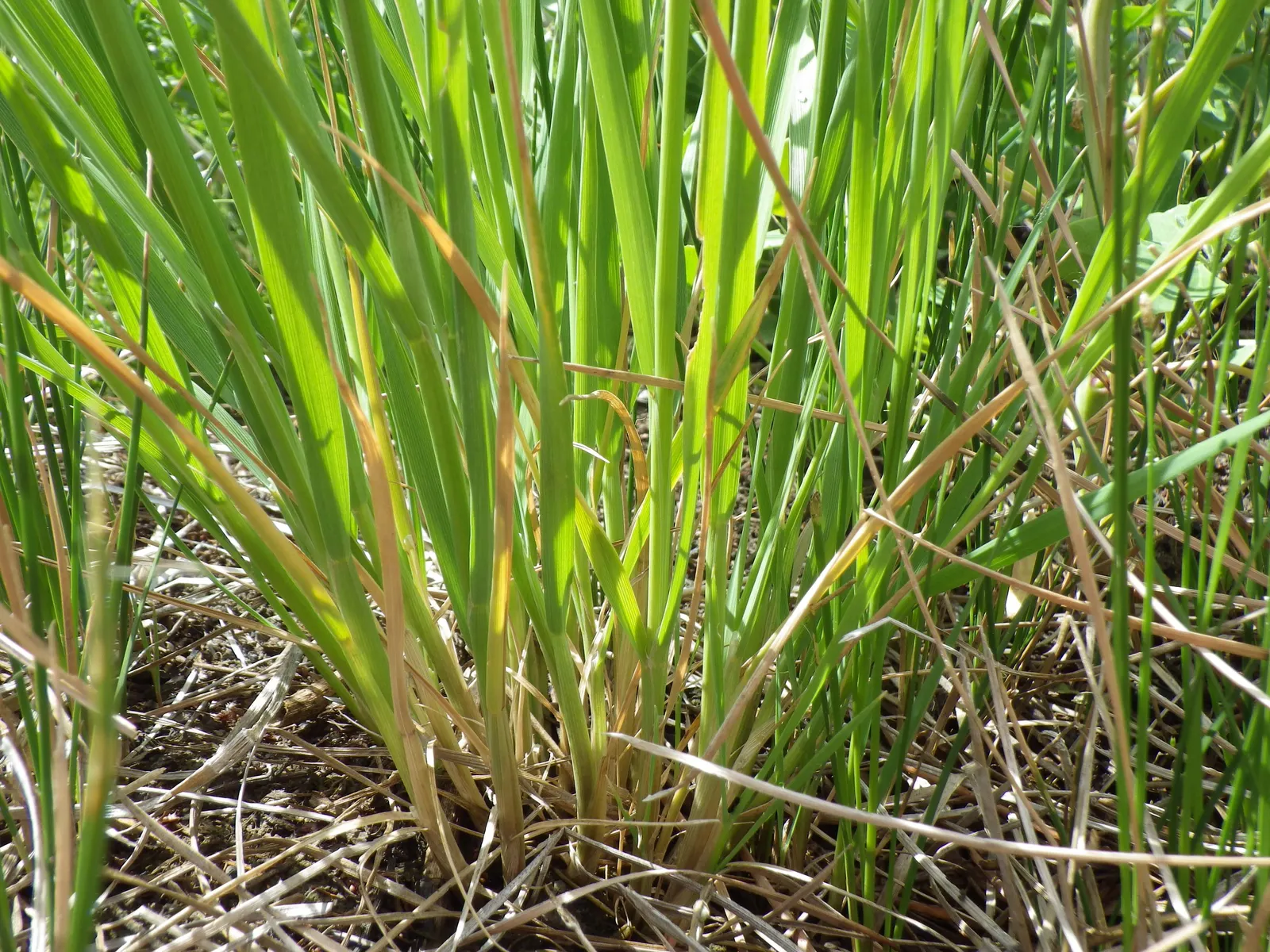 Slough Sedge (Carex Obnupta) — adding a subtle interest to the landscape.<br><br>As a landscape architect
