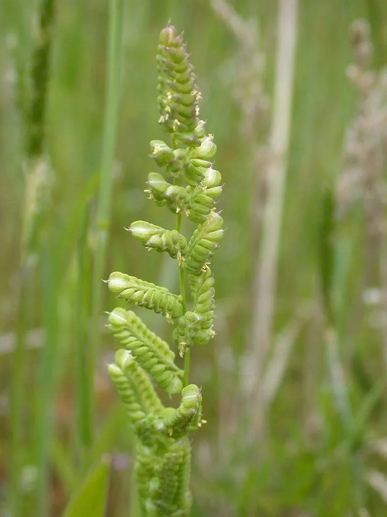 Slough Sedge (Carex Obnupta) — strap-like leaves that present a lush; or areas with poor drainage