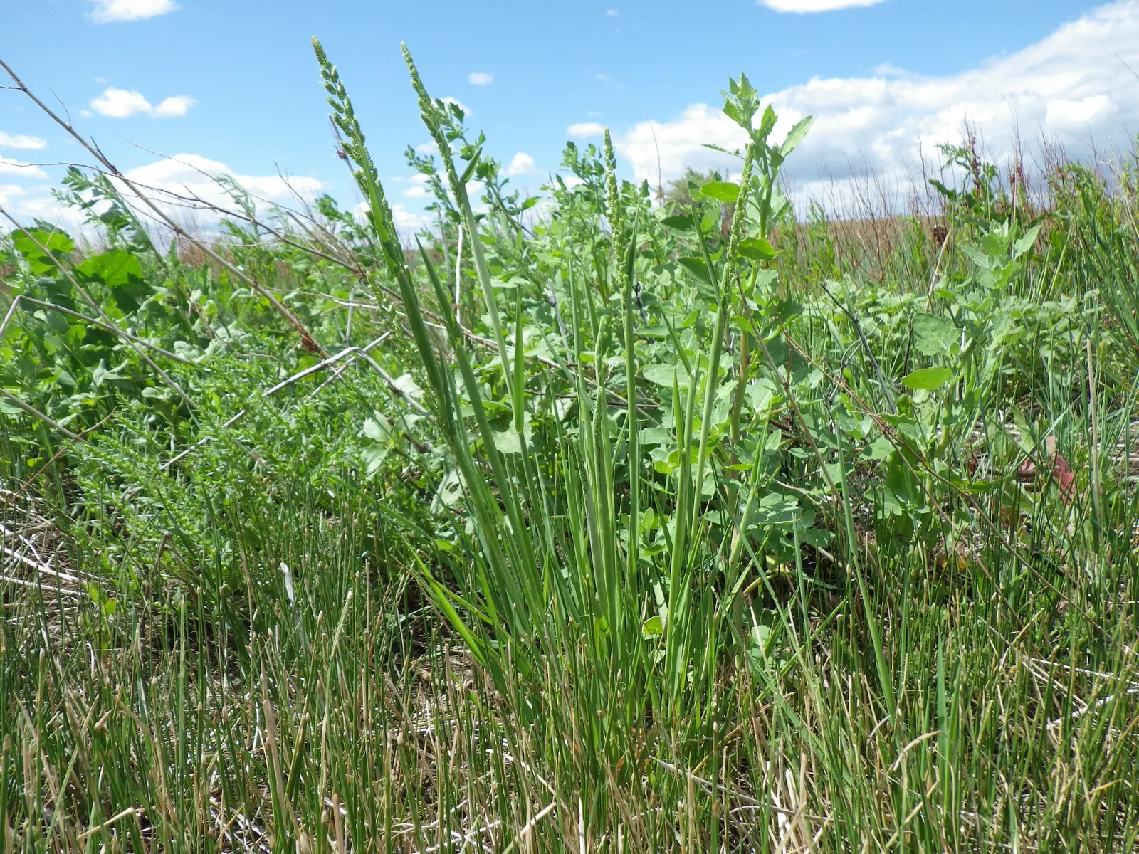 Slough Sedge (Carex Obnupta) — one should note its preference for wet conditions; it's a practical and attractive option for their garden that promotes a