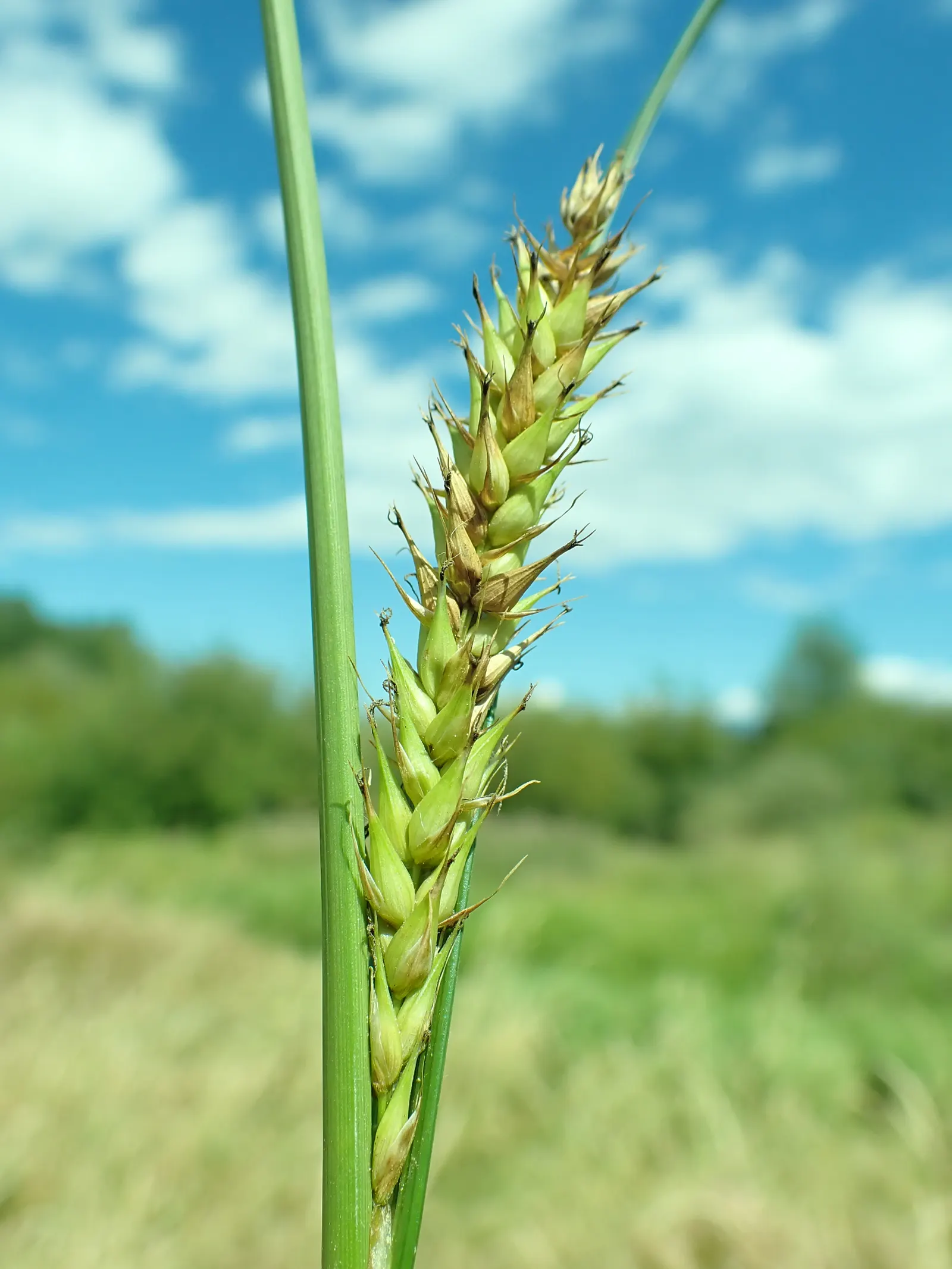 Slough Sedge (Carex Obnupta) — offering habitat and food resources for birds and beneficial insects.<br><br>When communicating with clients