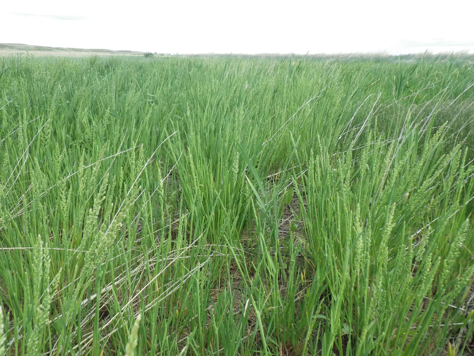 Slough Sedge (Carex Obnupta) — making Slough Sedge ideal for rain gardens; rounded clumps spreading up to 2 feet wide