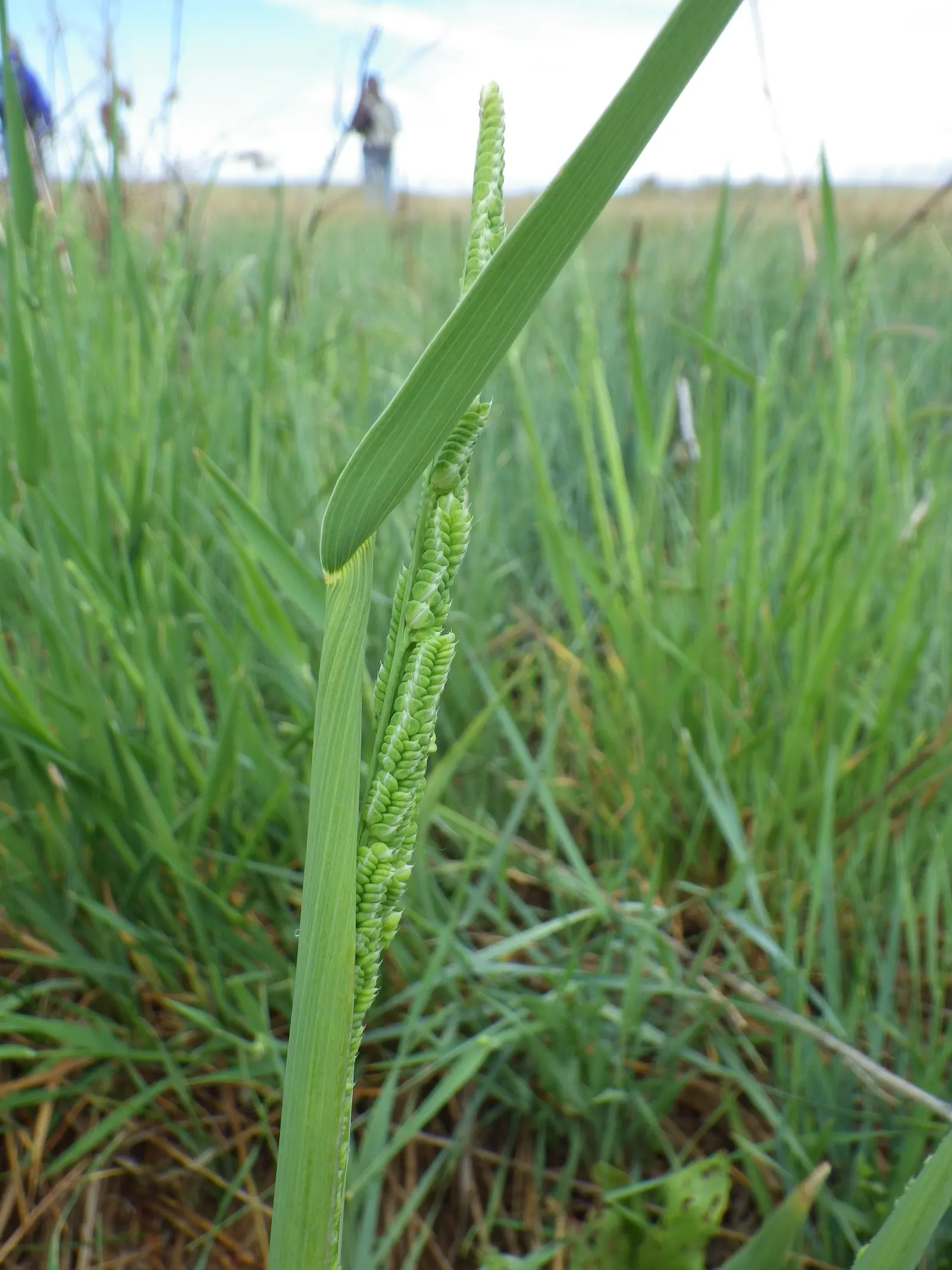 Slough Sedge (Carex Obnupta) — and its capacity to integrate seamlessly with other wetland edge plants in a naturalistic design