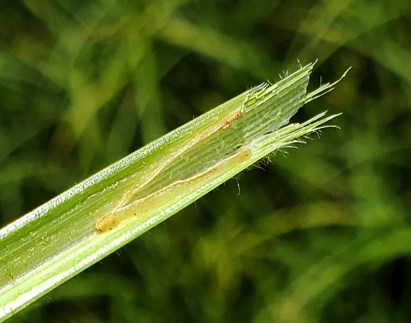 Slough Sedge (Carex Obnupta) — Thriving in full sun to partial shade; strap-like leaves that present a lush