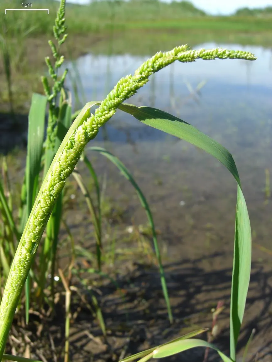 Slough Sedge (Carex Obnupta) — From late spring into summer; rounded clumps spreading up to 2 feet wide