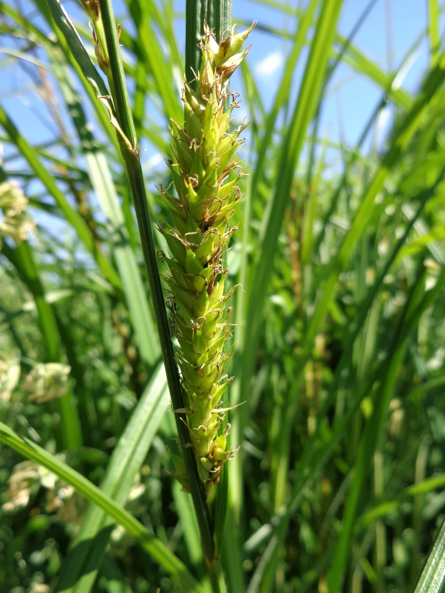 Slough Sedge (Carex Obnupta) — or areas with poor drainage