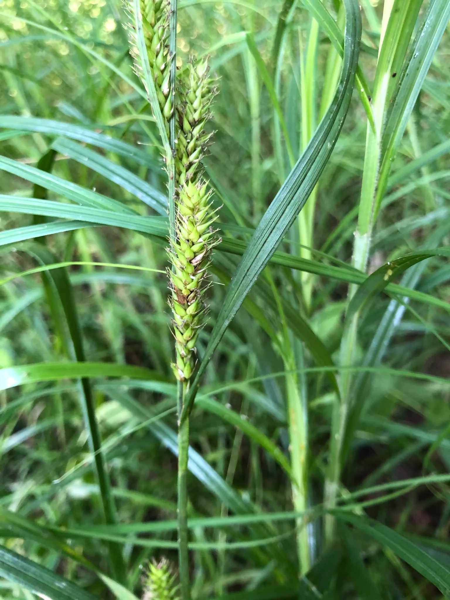 Slough Sedge (Carex Obnupta) — Carex obnupta, commonly referred to as Slough Sedge, is a robust perennial grass-like plant native to wetlands